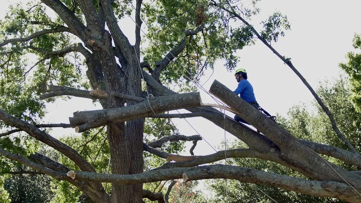 Professional Crown Thinning performed by certified arborists in South Wales