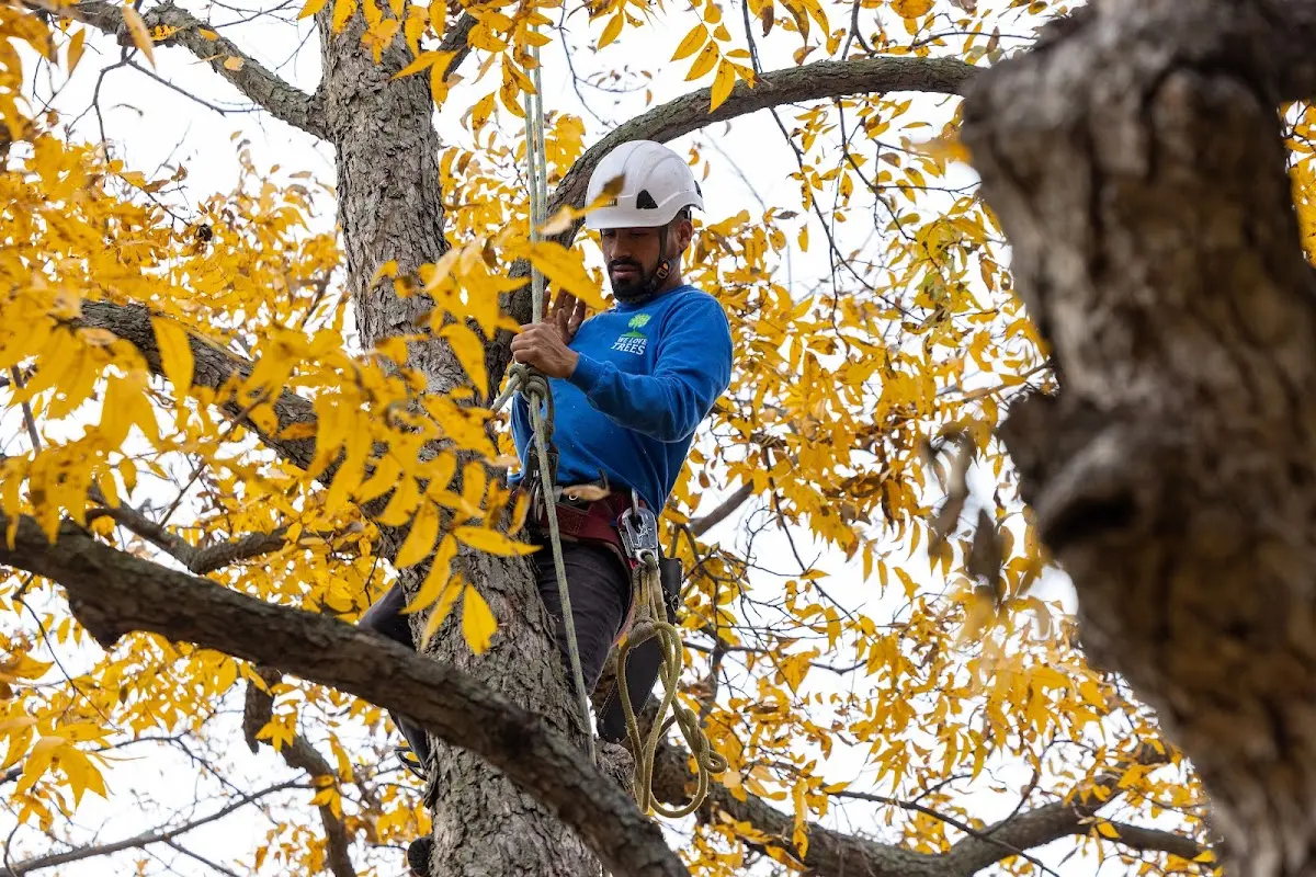 Skilled Tree Pruning crew working in South Wales
