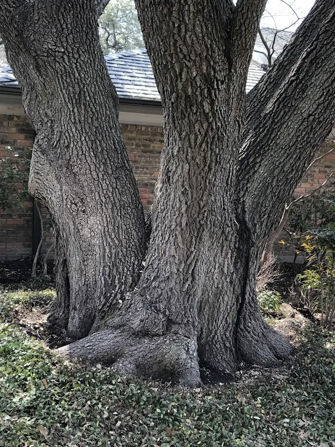 Mature heritage tree close to a South Wales property cared for by certified arborists
